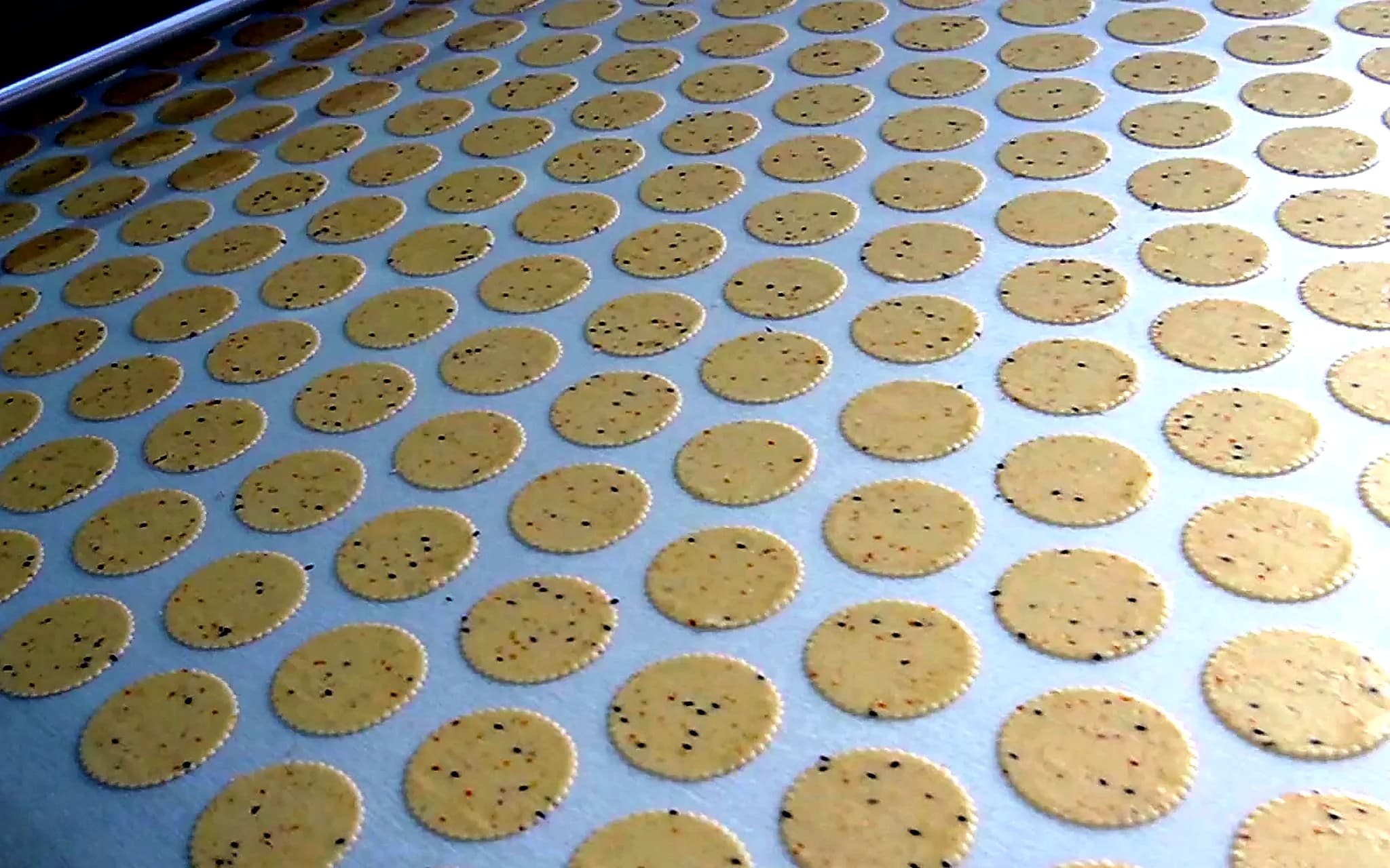 Cracker dough discs entering the oven